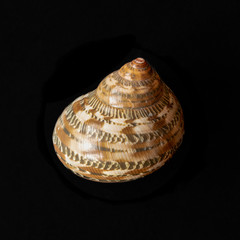 Tapestry Turban Seashell. Turbo Petholatus L.