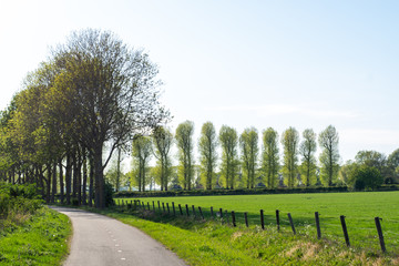 Bike path in Dutch Nature scene