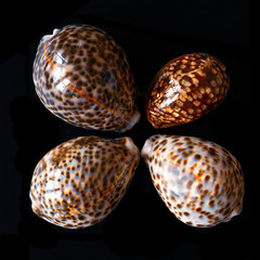 Tiger Cowrie Seashells. Cypraea Tigris Linne.