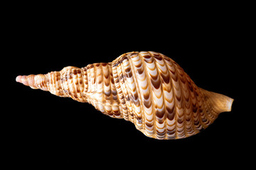 Triton Trumpet Seashell. Pacific Triton.