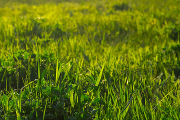 Greenery. Grass close-up. The plant is large. Wallpaper. Sun glare light.