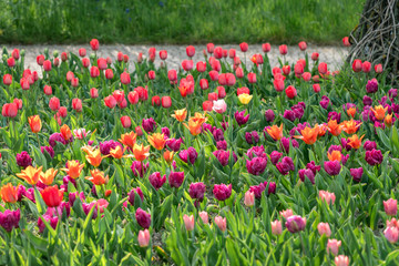 Beautiful mulitcolor flowerbed with tulips