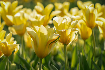 Beautiful yellow tulips in bright sunlight