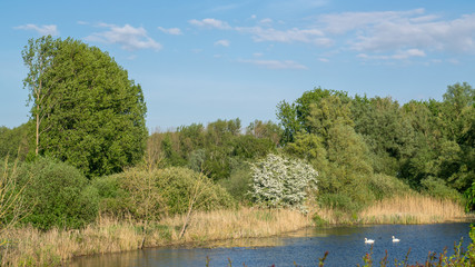 Typical Dutch Nature scene