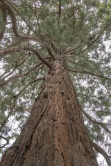 giant log of big tree at Botanic Gardens, Christchurch, New Zealand