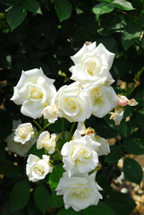 薔薇