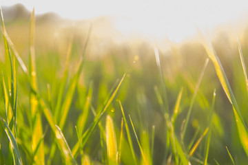 Greenery. Grass close-up. The plant is large. Wallpaper. Sun glare light.