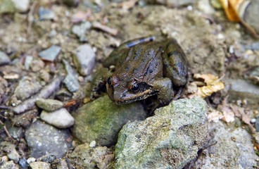 Frog sitting on Stone in River . wild frog on river stones . frog in a river in the middle of nature . The frog is sitting on a river stone .