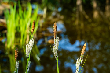 Blooming sedge 'Carex Nigra' (Carex melanostachya) Black or regular sedge on blurry background of mirror surface of pond. Selective focus. Close-up. Nature concept for spring design.