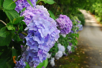 紫陽花