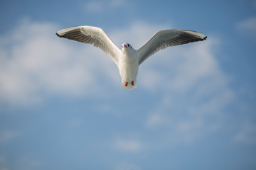 Fototapeta na wymiar seagull in flight. seagull in the sky. bird wings. seagull fly over