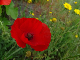 Fototapeta premium flower