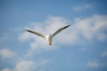 Obraz premium seagull in flight. seagull in the sky. bird wings. seagull fly over