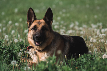 German shepherd lies in a field of dandelions, a shepherd in nature, a dog in the grass