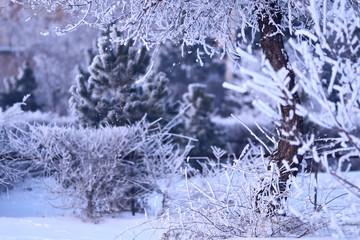 Snow covered branches of trees
