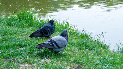 pigeon in the park