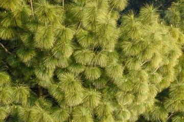 Giant trees seen from above at Tansen in Nepal