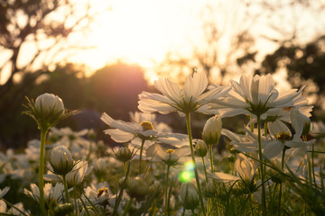 Field of white cosmos flowers blooming on a sunset background