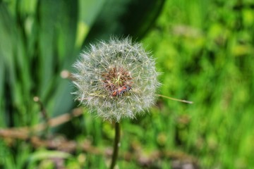dandelion on green background