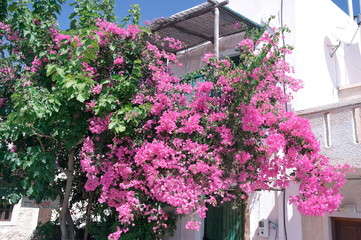 Fototapeta na wymiar Flowering Bougainvillea, a southern beautiful plant on the streets of the village of Myrtos, Crete. Greece