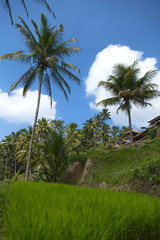 Obraz premium Beautiful rice terraces in the moring light near Tegallalang village, Ubud, Bali, Indonesia. 