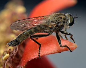mosquito sits in a cup of flower