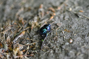 Close-up of little black beetle