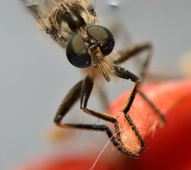 mosquito sits in a cup of flower