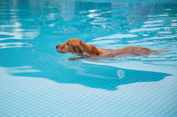 Golden retriever swimming in the pool