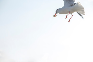 seagull in flight. seagull in the sky. bird wings.  seagull fly over