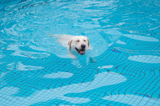 Labrador Retriever Swimming In The Pool