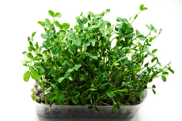 Fototapeta premium Fresh organic pea shoots stock photo