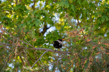 blackbird, Turdus Merula on a tree