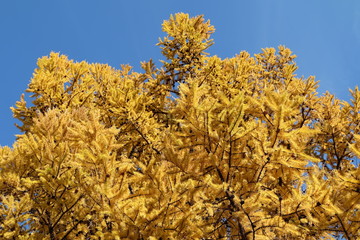 Tree in autumn over a blue sky