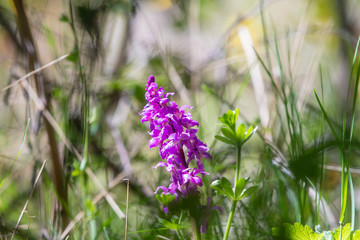 Purple wild orchid, Dactylorhiza