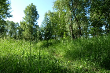 green grass in the forest