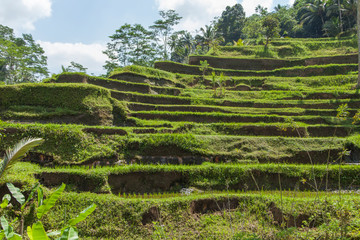 Fototapeta na wymiar Beautiful rice terraces in the moring light near Tegallalang village, Ubud, Bali, Indonesia. 