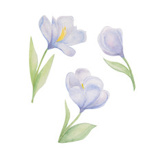 crocuses flowers, watercolor flower illustration