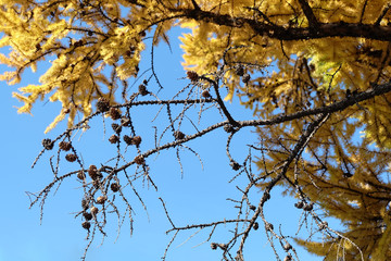 Tree in autumn over a blue sky