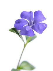 Beautiful spring purple periwinkle with dew drops on the flower petals