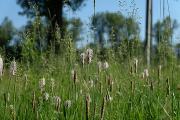 grass in the meadow