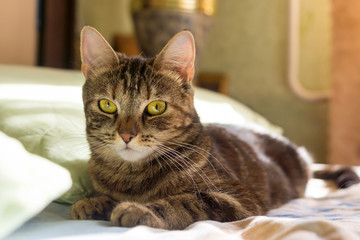 Cat with beautiful eyes on bed in a sunny cozy room