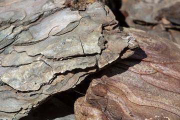 wood pattern texture