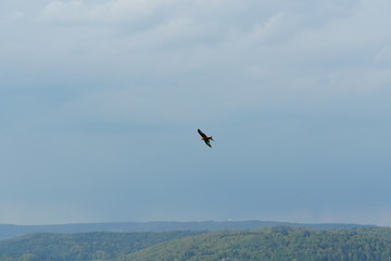 Fototapeta na wymiar A bird of prey with wide spread wings flying above hills covered by forests and sky covered with clouds is on the background.