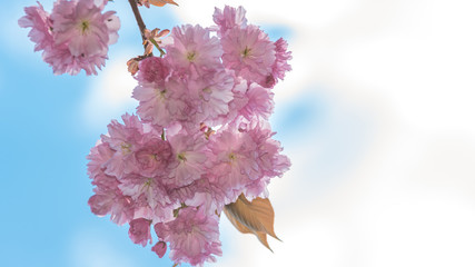 drzewo kwitnące w ogrodzie © Franciszek