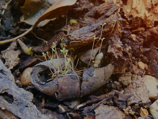 Little seedlings and plant decay on the ground.