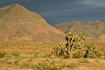 Fototapeta na wymiar Joshua Tree - Highway 91. Utah/Arizona