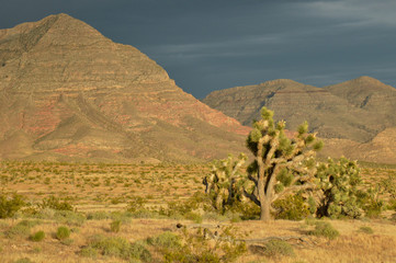 Joshua Tree - Highway 91. Utah/Arizona