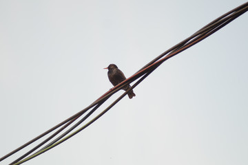 Bird on the wire