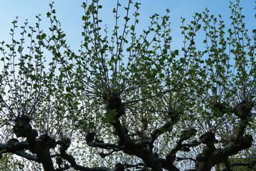 plane tree  or platan tree shooting new twigs with young leaves in the spring. Symbol for renewal, rebirth, reconstruction or new start.